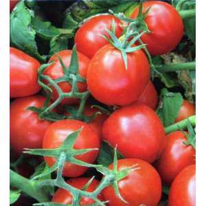 9661 F1 - томат детермінантний (Lark Seeds) фото, цiна